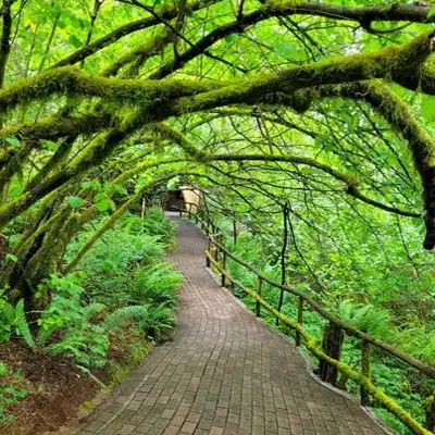 FOREST PARK