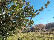 holly plant in the Municipality of Vicchio