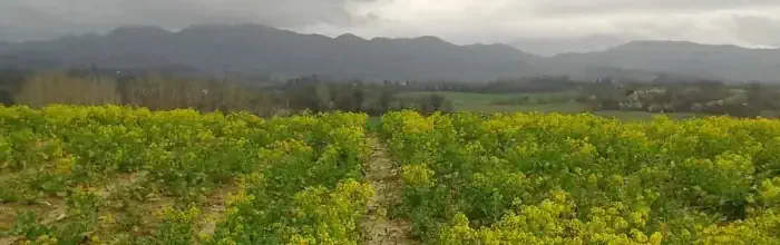 cultivated field