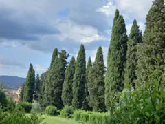 cipressi